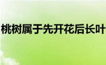 桃树属于先开花后长叶的落叶树蚂蚁新村答案