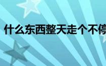 什么东西整天走个不停?(提示:时间)打一生肖