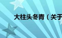 大柱头冬青（关于大柱头冬青简介）