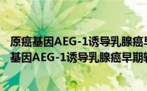 原癌基因AEG-1诱导乳腺癌早期转移的分子机制（关于原癌基因AEG-1诱导乳腺癌早期转移的分子机制介绍）