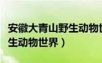 安徽大青山野生动物世界（关于安徽大青山野生动物世界）