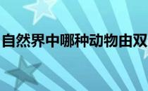 自然界中哪种动物由双亲共同抚养树袋熊企鹅