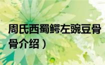 周氏西蜀鳄左豌豆骨（关于周氏西蜀鳄左豌豆骨介绍）