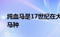 纯血马是17世纪在大不列颠培育而成的一个马种