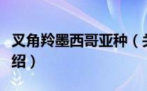 叉角羚墨西哥亚种（关于叉角羚墨西哥亚种介绍）