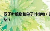 双子叶植物和单子叶植物（关于双子叶植物和单子叶植物介绍）