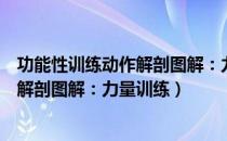 功能性训练动作解剖图解：力量训练（关于功能性训练动作解剖图解：力量训练）