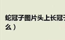 蛇冠子图片头上长冠子的蛇图片（蛇冠子是什么）