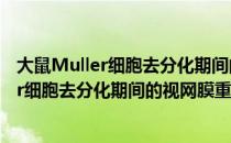 大鼠Muller细胞去分化期间的视网膜重塑（关于大鼠Muller细胞去分化期间的视网膜重塑简介）