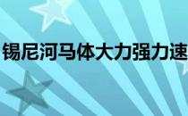 锡尼河马体大力强力速兼备乘挽皆宜富持久力