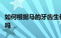 如何根据马的牙齿生长情况来判断马的年龄了吗