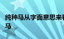 纯种马从字面意思来看是指纯正的单一血统的马