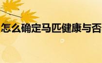 怎么确定马匹健康与否马匹健康鉴定是指什么