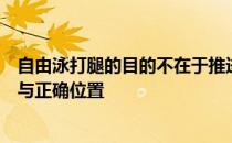 自由泳打腿的目的不在于推进而在于保持身体在水中的平衡与正确位置