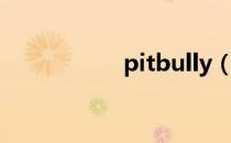 pitbully（pitbull4）