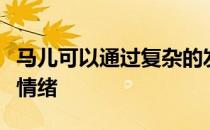 马儿可以通过复杂的发声来传达积极和消极的情绪