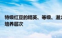 特级红豆的精英、等级、潜力、技能、信任度有哪些推荐的培养层次 