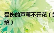 受伤的芦苇不开花（关于受伤的芦苇不开花介绍）