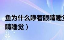 鱼为什么睁着眼睛睡觉写话（鱼为什么睁着眼睛睡觉）