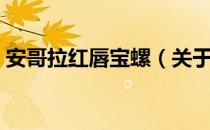 安哥拉红唇宝螺（关于安哥拉红唇宝螺介绍）