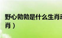 野心勃勃是什么生肖动物（野心勃勃是什么生肖）