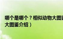 哪个是哪个？相似动物大图鉴（关于哪个是哪个？相似动物大图鉴介绍）