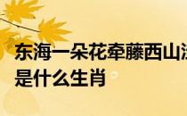 东海一朵花牵藤西山洼花开人出门花谢人回家是什么生肖