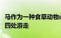 马作为一种食草动物必须时时刻刻地保持警惕四处游走