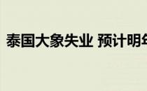 泰国大象失业 预计明年养象人的压力会更大