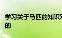 学习关于马匹的知识对于骑马的人是非常重要的