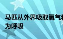 马匹从外界吸取氧气和排出二氧化碳的过程称为呼吸