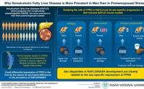 为什么女性比男性更能抵抗非酒精性脂肪肝