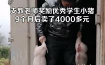 奖励优秀生的小猪养9月后卖4000元