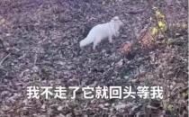 男子投喂白狐后被引见给同伴