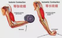 离心训练是体能训练之中的力量训练里常用的专业术语