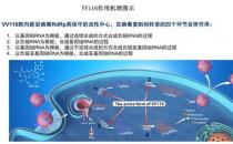 重磅！最新研究：国产新冠口服药疗效不输辉瑞Paxlovid，“安全性还更好一些”