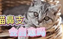 猫鼻支可以自愈吗？（不可以自愈）