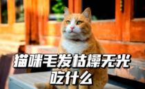 猫咪毛发干枯没有光泽吃什么好（吃高品质猫粮）