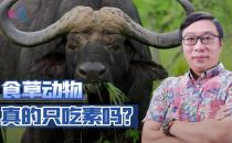 ​食草动物能吃肉食肉动物能否吃草为什么