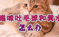 猫咪吐毛球是不是很痛苦怎么帮助猫咪吐毛球