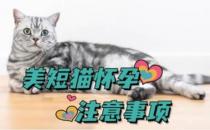 猫怀孕的注意事项有哪些