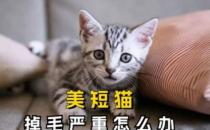 美短猫掉毛严重怎么办美短掉毛问题