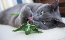 猫咪喜欢的猫薄荷是什么薄荷