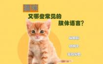 如何看懂猫的肢体语言