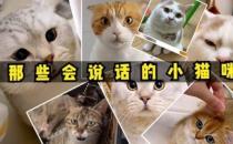 猫咪之间用什么沟通