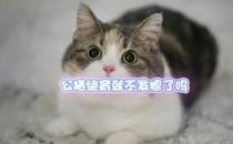 猫绝育后能发腮吗