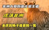 ​把100头老虎放入非洲大草原  能否取代狮子的位置  为什么 