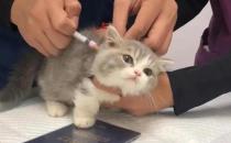 猫鼻支怎么治疗 猫鼻支治疗要点解析