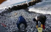 大量沙丁鱼涌入日本渔港后集体死亡 密密麻麻铺满水面