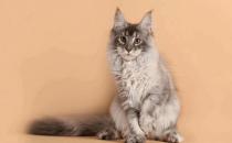 ​缅甸猫外形有什么特征 缅甸猫外形特征介绍